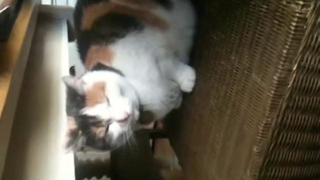 my cats reaction to opera смотреть онлайн