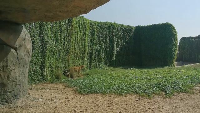 DUBAI SAFARI PARK Adventure | Uae safari |          #dubaisafaripark #mydubai
