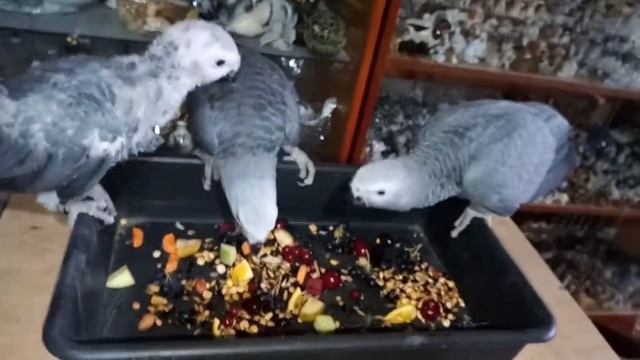 Перші спроби самостійного годування пташенят Жако