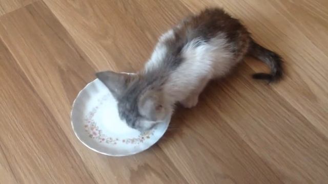 Маленький котик .. он мяукал у нас под дверью и просился к нам.. Как мы ему помогли?