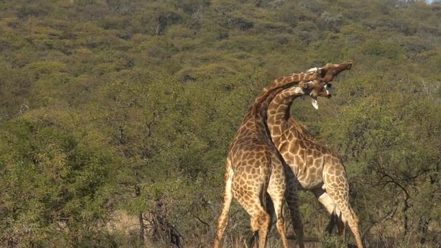 Day In the LIfe of Springbok Lodge смотреть онлайн