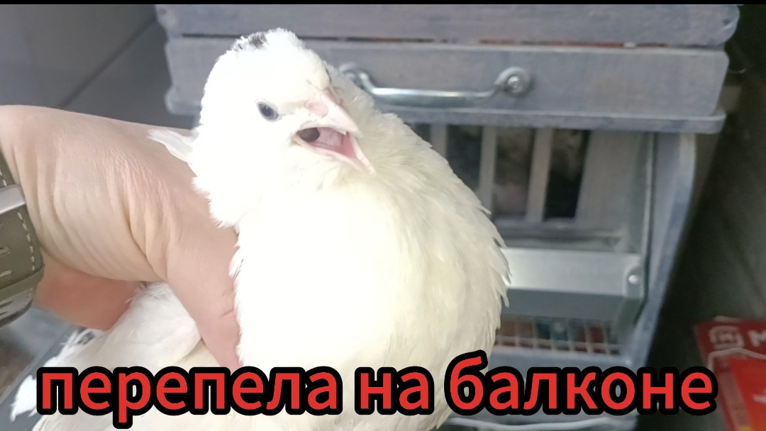 Новая инкубация перепёлок😊освобождение брудеров😅