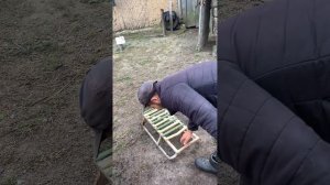 Кроем вьетнамскую свинью большим белым хряком.Как это возможно