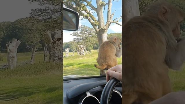 Monkeys | Longleat Safari Drive Through | Monkey on Car! | #Short смотреть онлайн