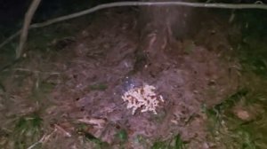 АНТАРАМАЙР  ЛЕСНАЯ МАТЕРЬ…ДЛЯ БЛАГОПОЛУЧИЯ… ДЛЯ ВСЕХ…