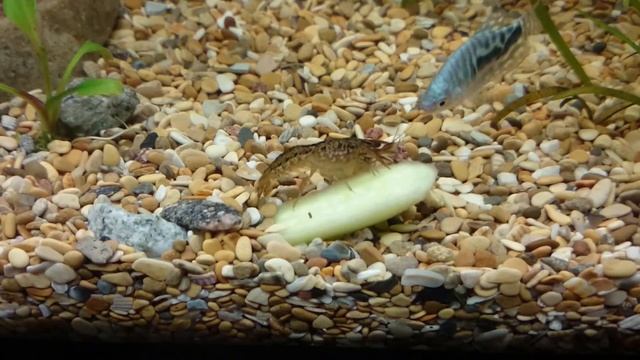 Рак и огурец смотреть онлайн