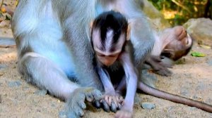 Awesome !! Baby Monkey Very Brave and Requests Daddy For Hugs and Playing