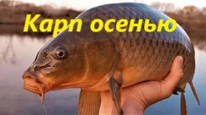 КАК ЛОВИТЬ КАРПА ОСЕНЬЮ? ЛОВЛЯ КАРПА в ОСЕННЕЕ ВРЕМЯ. МЕСТА, НАЖИВКИ и СНАСТИ для ЛОВЛИ КАРПА