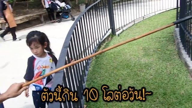 ทำใจดสเสอท Hua Hin Safari กลวกนทงพอแมลก Kids channel  Cutie Family