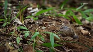 Габонская гадюка (кассава).