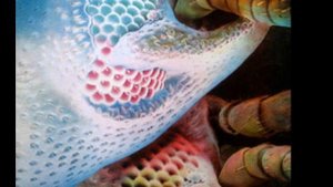 String Driven Thing - Heartfeeder