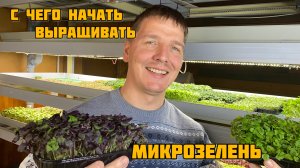 С чего начать выращивание микрозелени