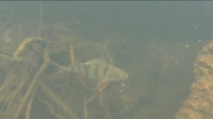 Подводная охота - окуневое место и выход карпа