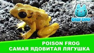 most poison frog polymer clay Tutorial самая ядовитая лягушка полимерная глина мастер класс