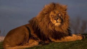 что за лев🦁 это тигр🐯