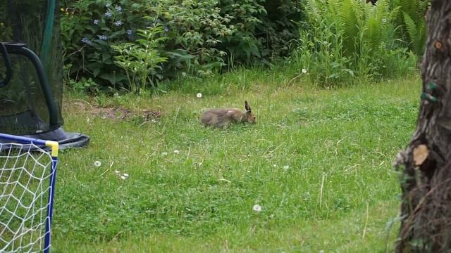 Заяц пришел в гости смотреть онлайн