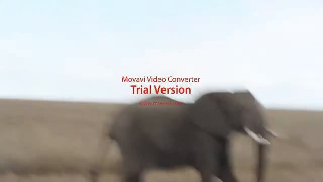 Mother Eelphant nearly panics when she thinks she detect danger for her little ones смотреть онлайн