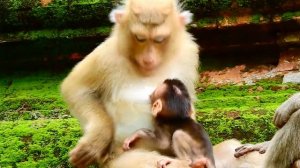 Bravo baby monkey Rex so brave and screaming with big monkey but Rex make mom Rose worry his safety