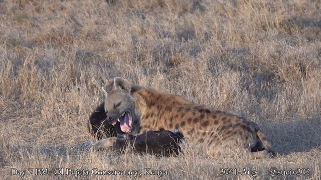 adorable hyena cubs reuniting with family - part 15 - cuddle puddle! смотреть онлайн