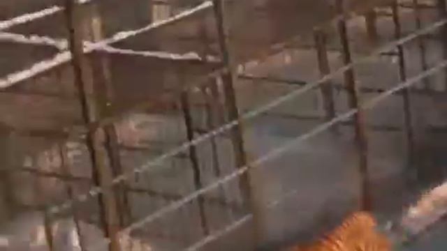 Очень красивые кошечки!!!