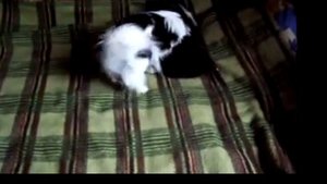 японский хин  мама и сын