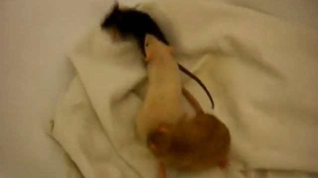 ШША 0082 Первое знакомство в ванной смотреть онлайн