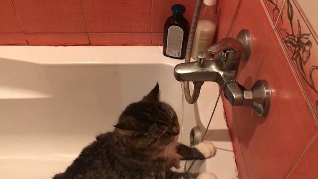 кот пьёт воду прямо из ванной)))))XD #приколыскотами смотреть онлайн