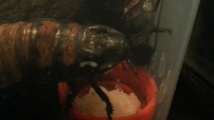 Тараканы едят. Cockroaches. Feeding time. (21.07.2016)