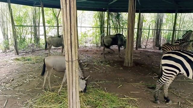 PART 1 - Cebu Safari Adventure Park | SephZ Netic
