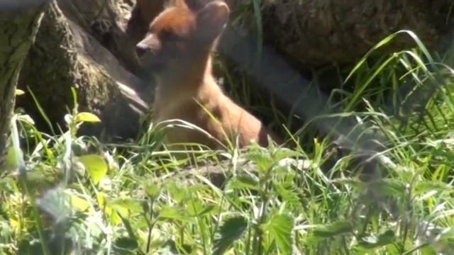 Dhole puppies at Howletts Wild Animal Park
