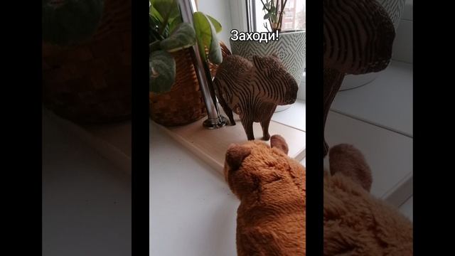 Мистер Какао в новом доме