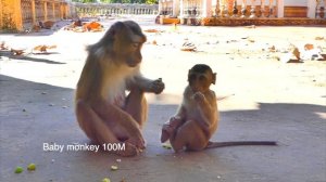 Big hungry just brave...When baby monkey SABA trying to take food from his mom SARIKA like that.