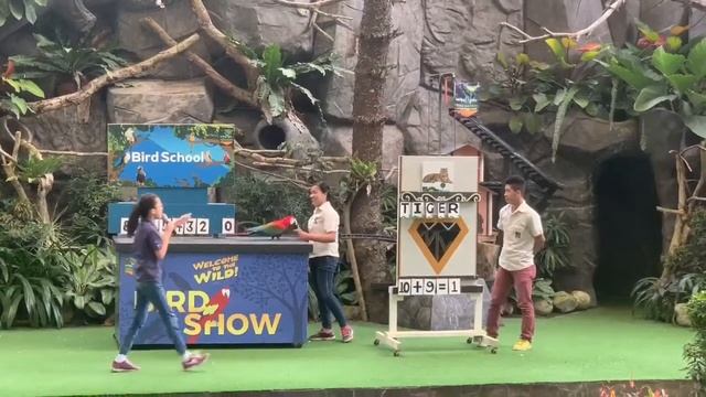 Cebu Safari Adventure Park - Bird Show