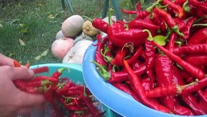 Самый вкусный рецепт маринованного горького перца!