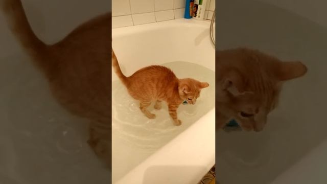 Кот принимает ванну,жесть. смотреть онлайн