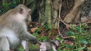 Hard Warning ... Jane Toughly Reject Her Daughter Janna always tried to kidnap Jazzy baby