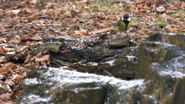Вот она , как дела ?! Песня для вас , для прослушивания смотреть онлайн