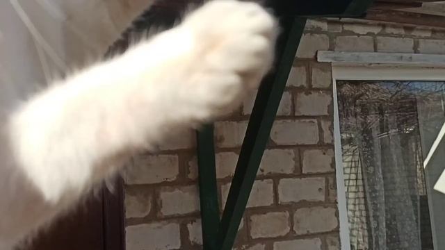 Спустя полчаса Пушок стал ооооочень смелым) Мама за него боится) смотреть онлайн