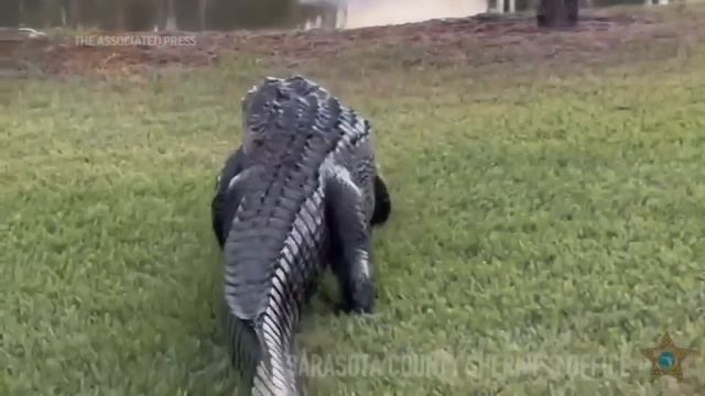 Большой крокодил во Флориде смотреть онлайн