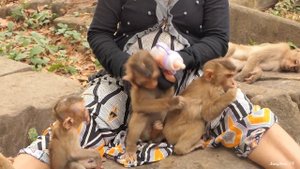 Brave Baby Royston: Funny Reactions & Warning to Bravo While Feeding Milk From KT Mom !
