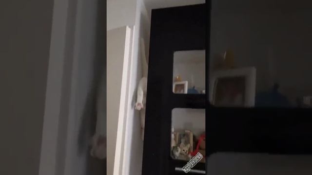 Каскадер