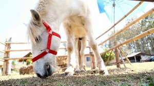 4K Исцеляющая музыка способствует расслаблению, снятию стресса и улучшению иммунитета