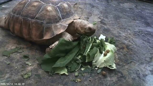 Josie Eating x20 Speed (Party Safari) смотреть онлайн