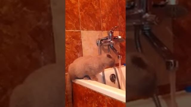 Котенок принимает ванну смотреть онлайн