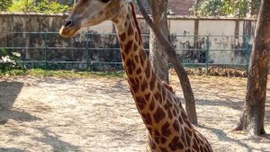 An animal moment with Camelopard||giraffe
