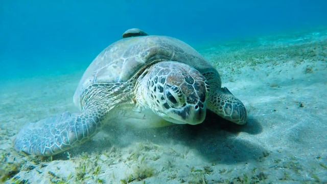 Marsa Alam Abu Dabab beach - Turtles смотреть онлайн