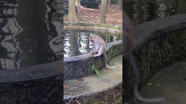 Monkey Forest Ubud Bali Лес обезьян в Убуде Бали