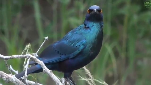 ~ BŁYSZCZAKI LŚNIĄCE ( Lamprotornis nitens ) ~ Afryka SAFARI 31/01/2019 смотреть онлайн