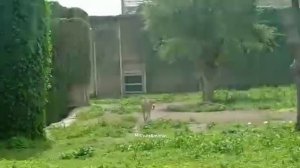 Cheetah|| Cheetah in Dubai safari Zoo || Dubai Safari Park || Zoo in Dubai