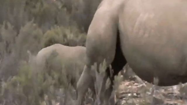 Safari Aquila Reserve 07 Aprile 2011 South Africa смотреть онлайн